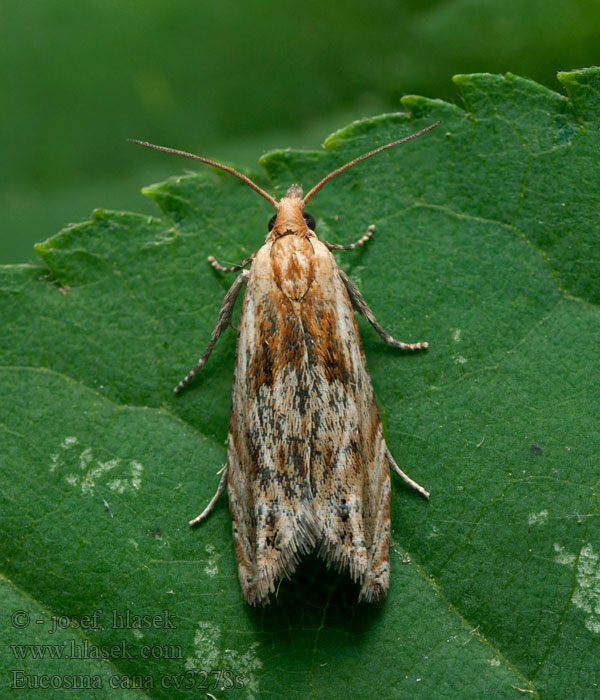 Eucosma cana