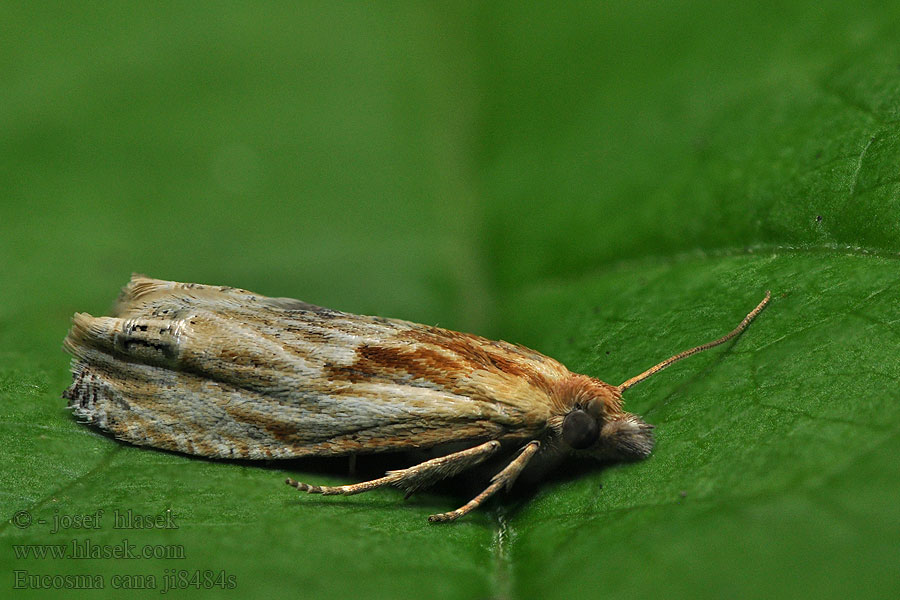 Eucosma cana