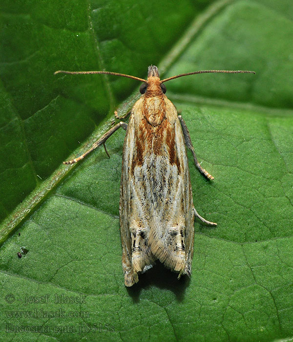 Eucosma cana