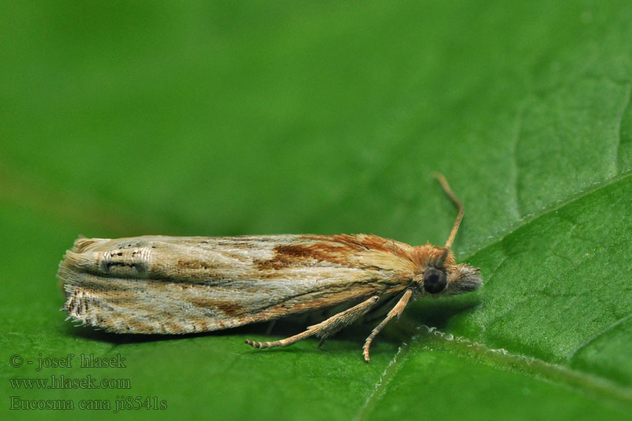 Eucosma cana