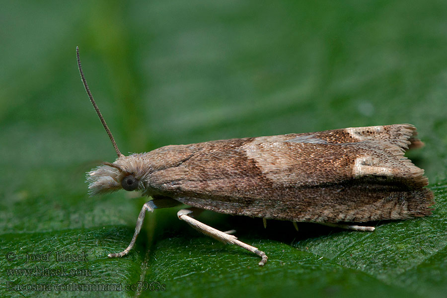 Eucosma conterminana Obaleč locikový Salatsamenwickler