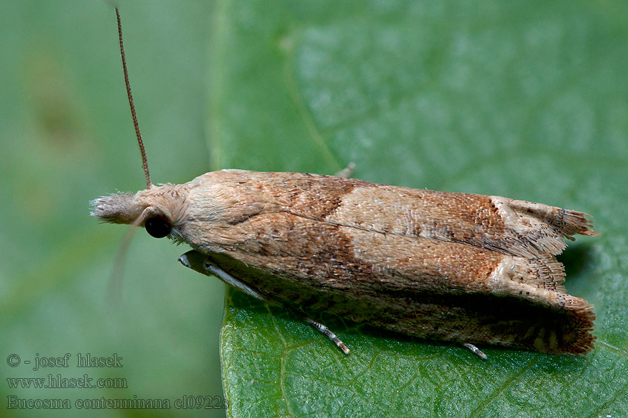 Eucosma conterminana Lettuce Tortricid Obaľovač šalátový