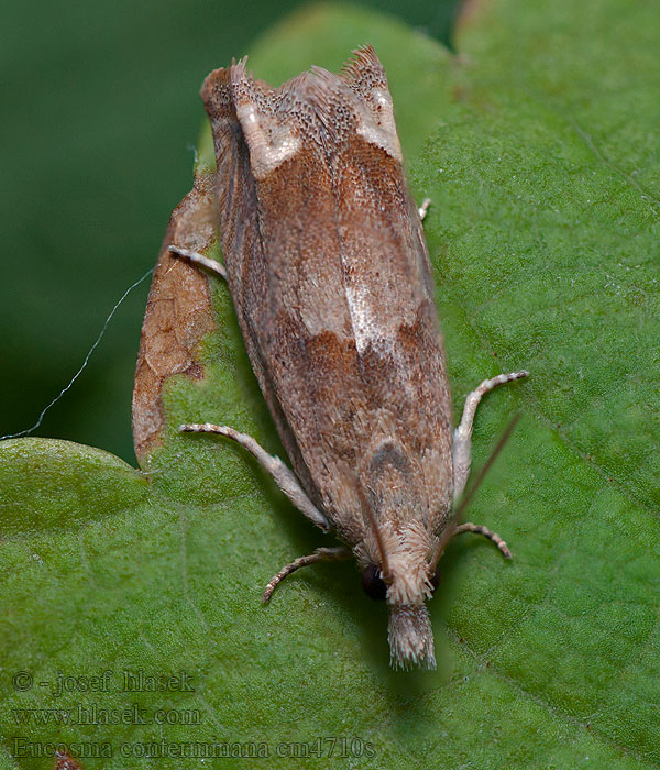 Obaleč locikový Eucosma conterminana