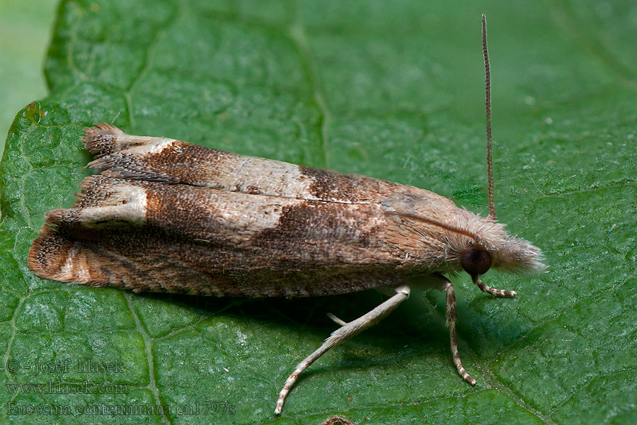 Salatsamenwickler Eucosma conterminana