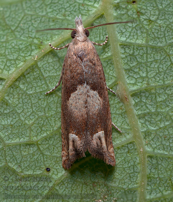 Lettuce Tortricid Eucosma conterminana