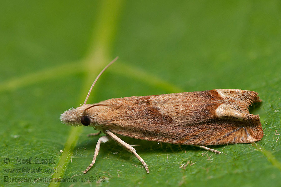 Eucosma conterminana