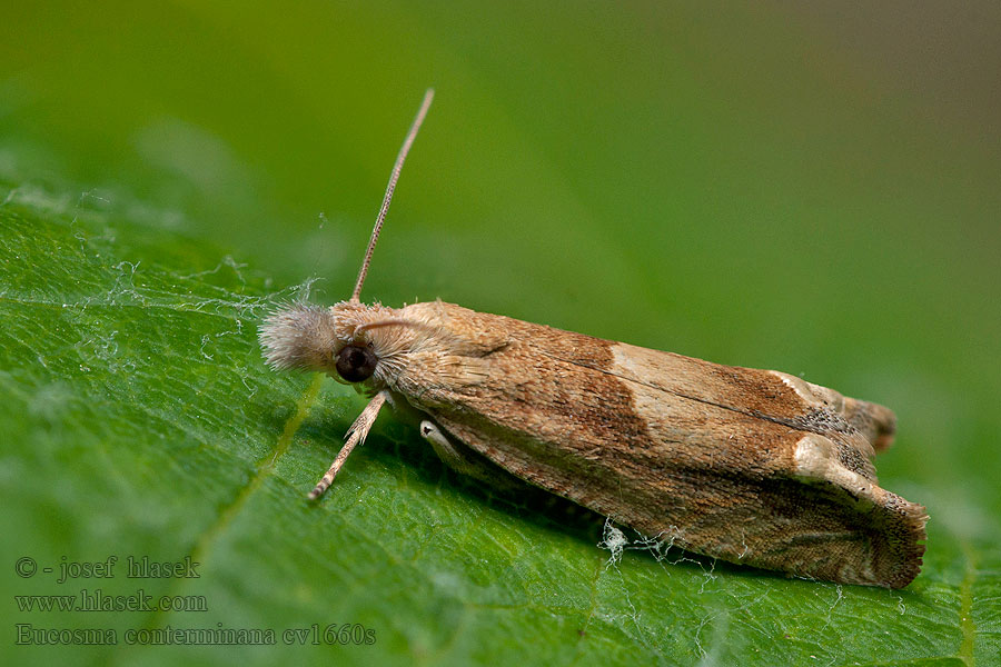 Eucosma conterminana