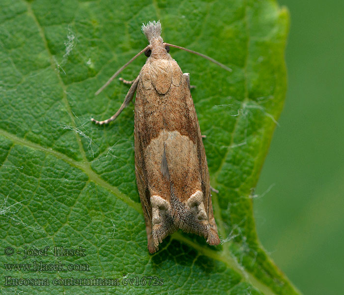 Eucosma conterminana