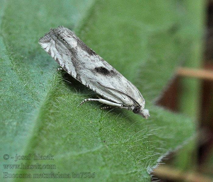 Eucosma metzneriana Zalmkleurig knoopvlekje Malörtgallvecklare