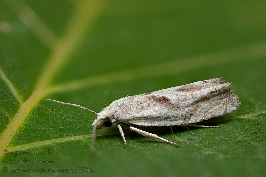 Eucosma metzneriana