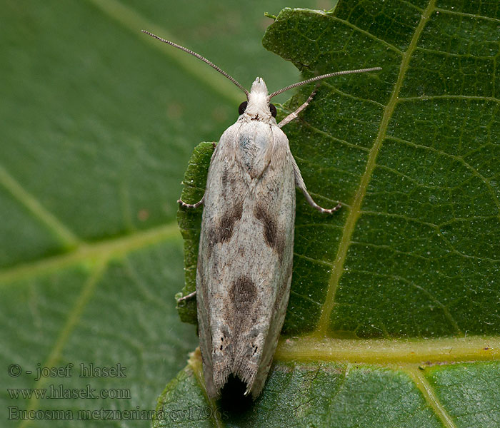 Eucosma metzneriana