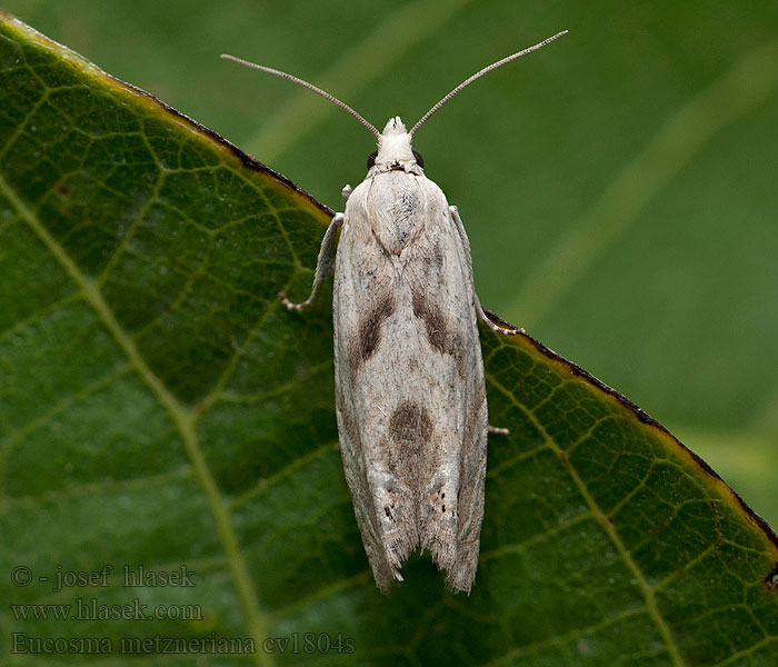 Eucosma metzneriana