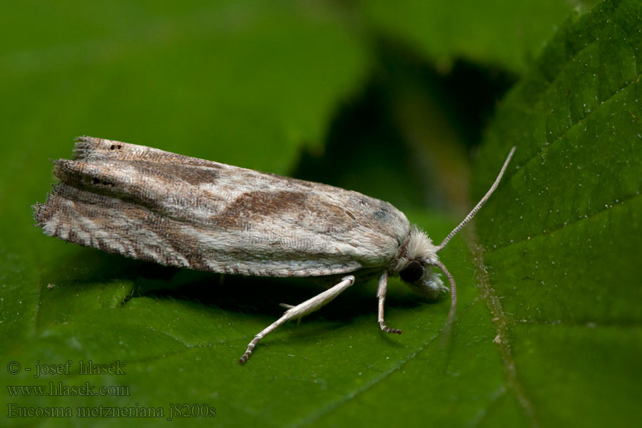 Eucosma metzneriana