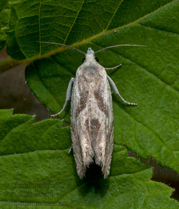 Eucosma metzneriana