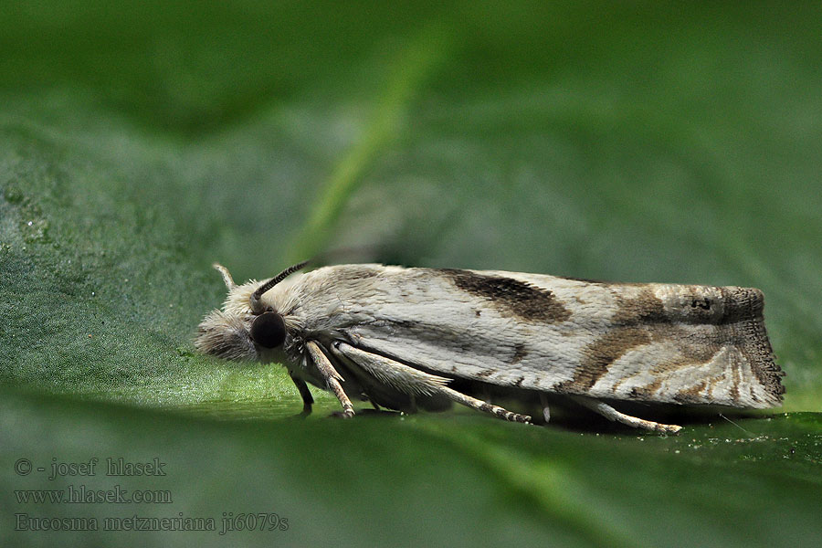 Eucosma metzneriana