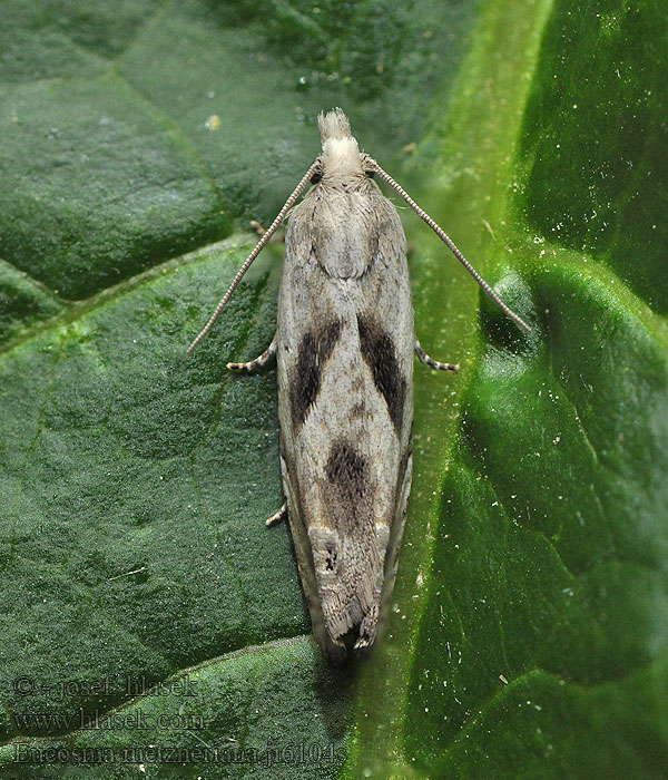 Eucosma metzneriana