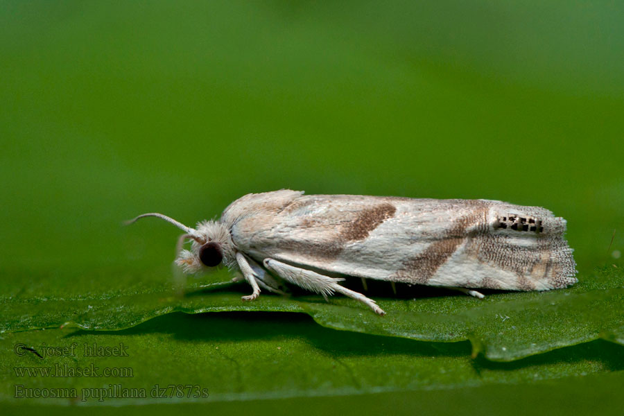 Obaľovač zrenicový Листовёртка глазковая белая Eucosma pupillana