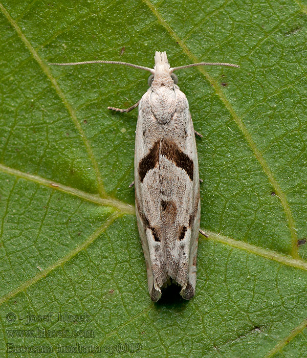 Eucosma tundrana