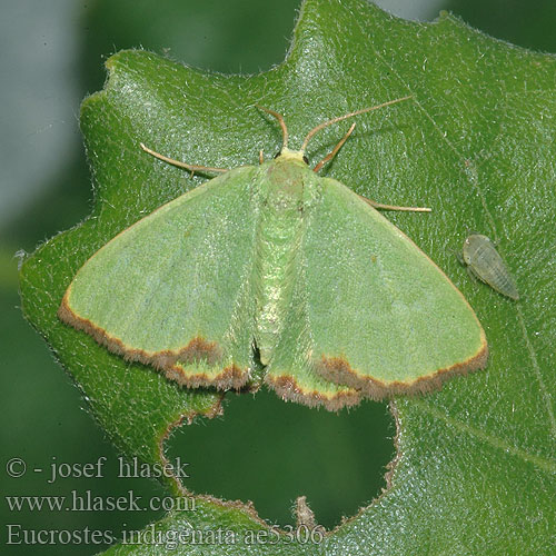 Eucrostes indigenata ae5306