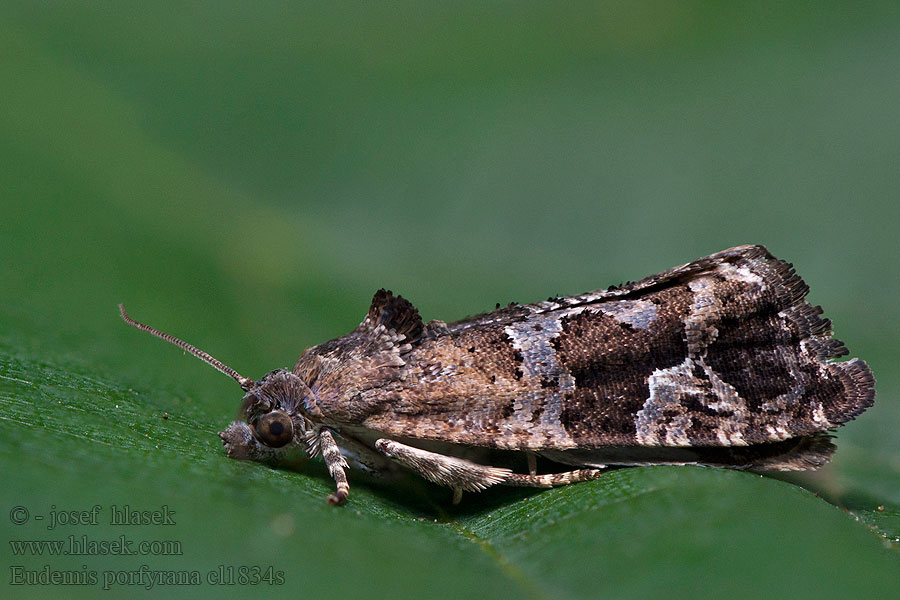 Eudemis porphyrana Heggerullvikler