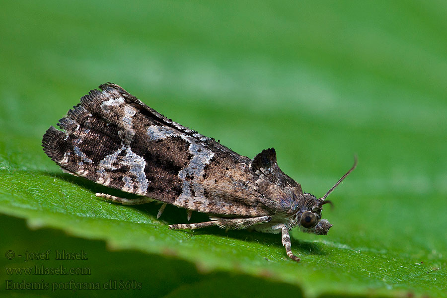 Schaduwfruitbladroller Eudemis porphyrana