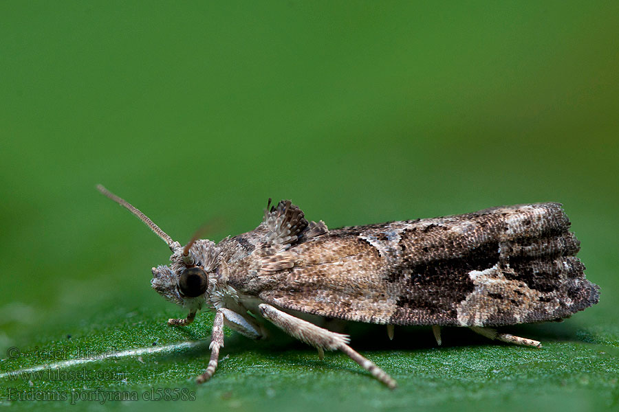 Листовёртка порфировая Eudemis porphyrana