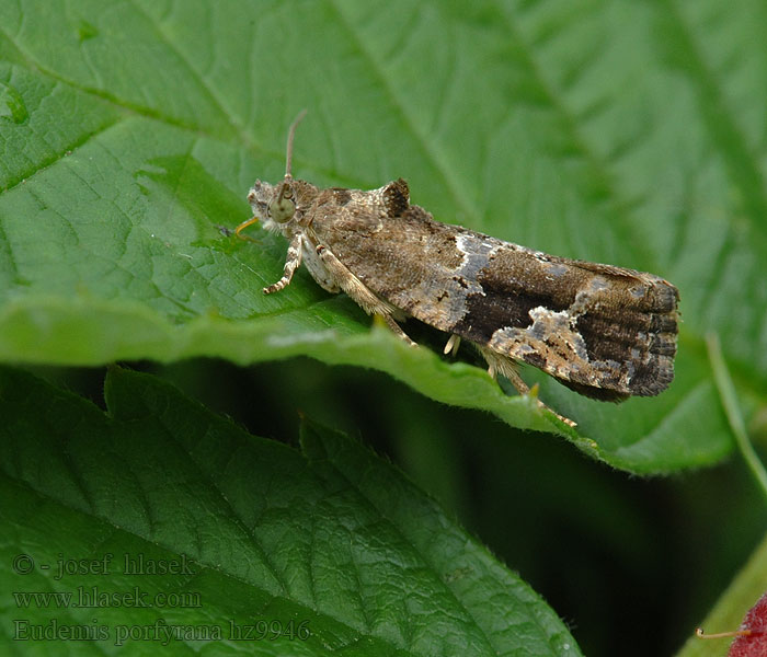 Heggerullvikler Eudemis porphyrana