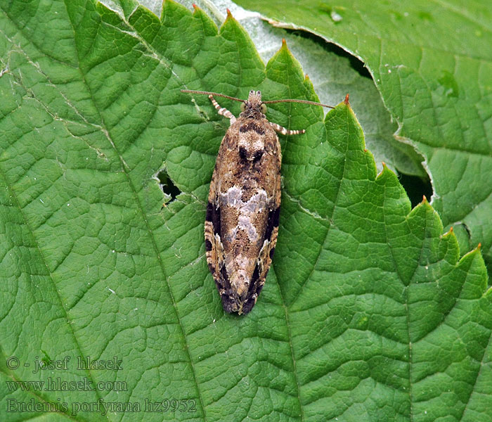 Eudemis porphyrana