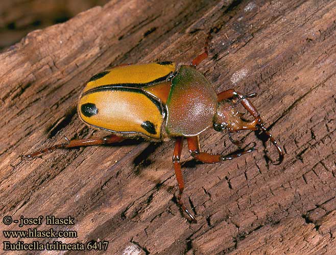 Eudicella trilineata 6417