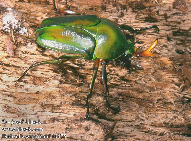 Eudicella woermani 10475