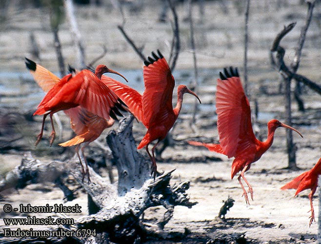 Eudocimus ruber Scarlet Ibis Eufala skipper Ocorrência guará Ibis Colorada Ibis rudý Rode Ibis rouge Corocoro colorado Guará Korokoro Wala Kolokolo Ибис красный или алый Ibis szkarłatny skarlátbatla