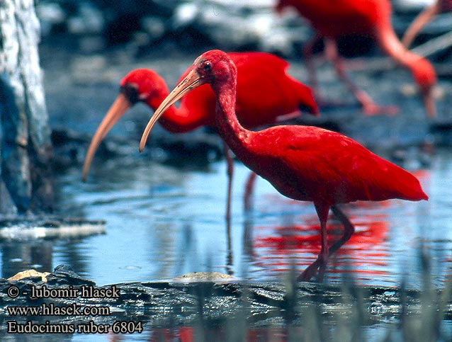 Ibis Colorada Ibis rudý Rode Ibis rouge Corocoro colorado Guará Korokoro Wala Kolokolo Ибис красный или алый Ibis szkarłatny skarlátbatla Eudocimus ruber Scarlet Ibis Eufala skipper Ocorrência guará