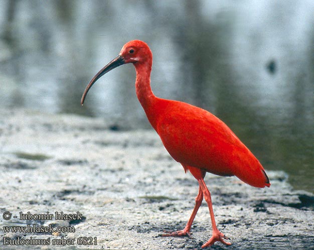 Ibis szkarłatny skarlátbatla Eudocimus ruber Scarlet Ibis Eufala skipper Ocorrência guará Ibis Colorada Ibis rudý Rode Ibis rouge Corocoro colorado Guará Korokoro Wala Kolokolo Ибис красный или алый