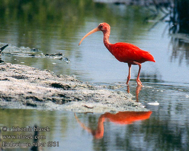 Ibis rudý ショウジョウトキ Ibis červený Röd Rode Ibis rouge Corocoro colorado Guará Korokoro Wala Kolokolo Ибис красный или алый Ibis szkarłatny skarlátbatla Eudocimus ruber Scarlet Ibis Eufala skipper Ocorrência guará Ibis Colorada