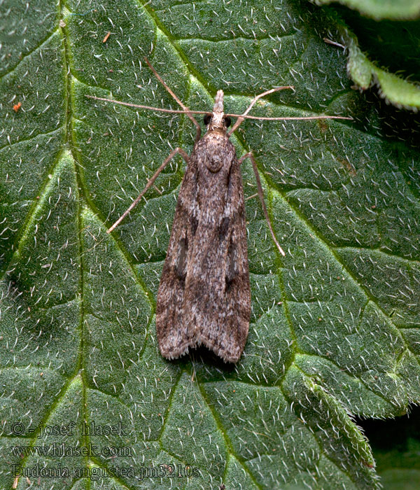 Eudonia angustea
