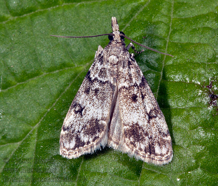 Eudonia lacustrata Sivenka krovinová Lichte granietmot