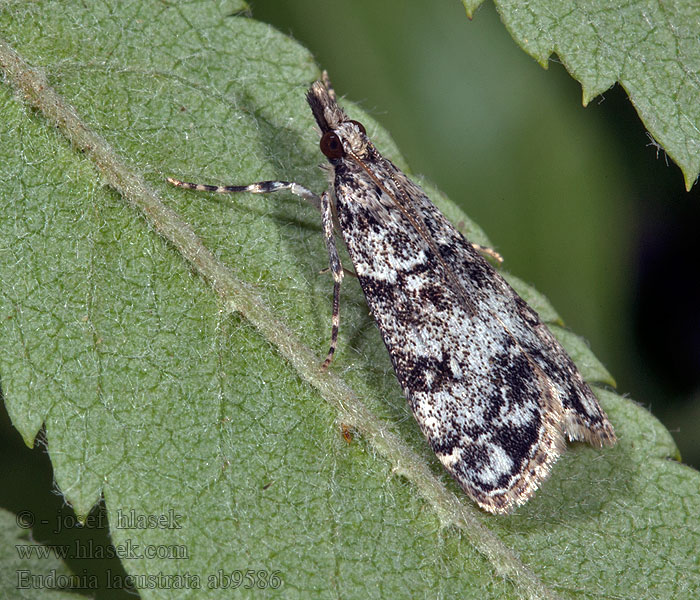 Fehér mohailonca Hagtornsugglemott Eudonia lacustrata