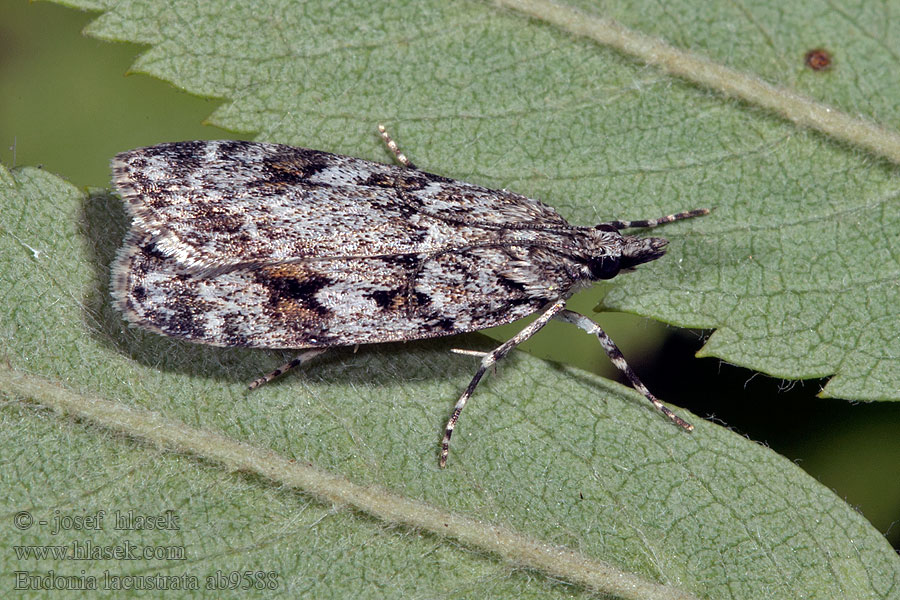 Lichte granietmot Eudonia lacustrata