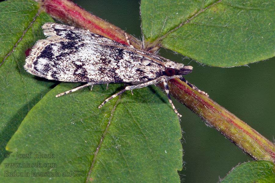 Sivenka krovinová Eudonia lacustrata