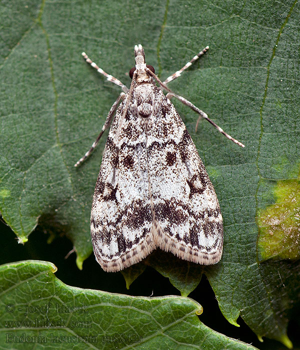 Eudonia lacustrata