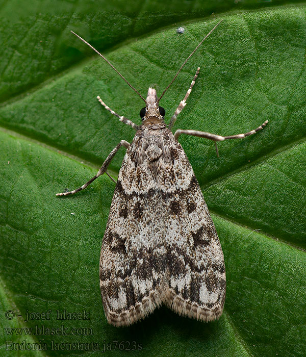 Fehér mohailonca Hagtornsugglemott Eudonia lacustrata