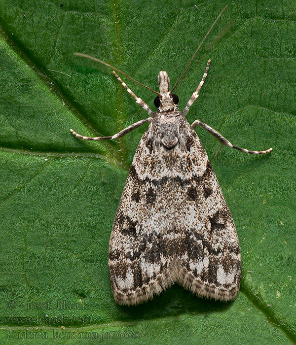 Sivenka krovinová Lichte granietmot Eudonia lacustrata