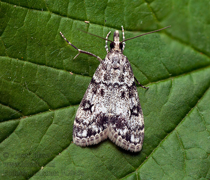 Eudonia lacustrata