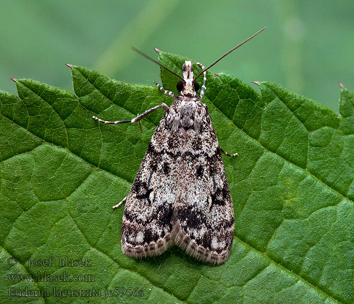 Sivenka krovinová Eudonia lacustrata