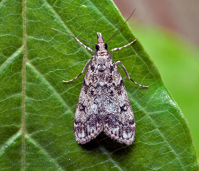 Lichte granietmot Eudonia lacustrata