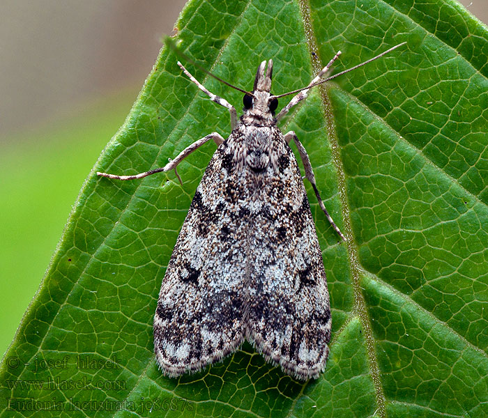 Hagtornsugglemott Eudonia lacustrata