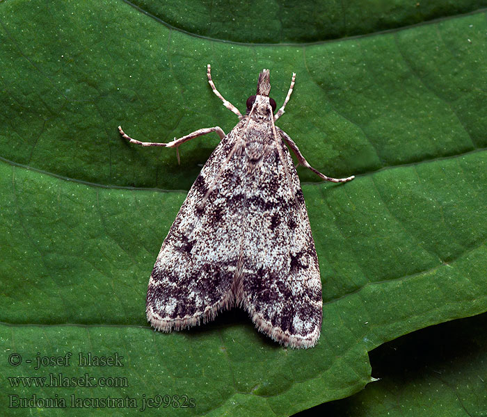 Lichte granietmot Eudonia lacustrata