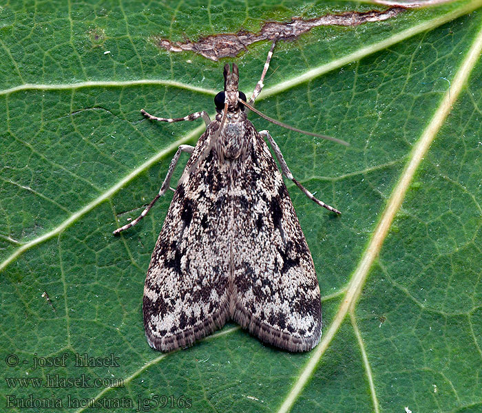 Sivenka krovinová Lichte granietmot Eudonia lacustrata