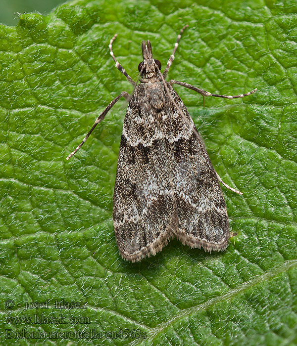 Eudonia mercurella Small Grey Sivenka stromová