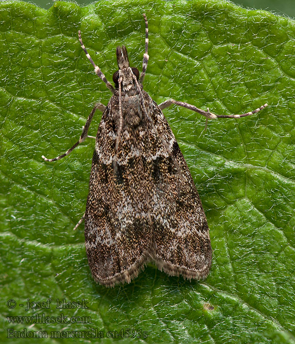 Eudonia mercurella Variabele granietmot Törpe zuzmóilonca